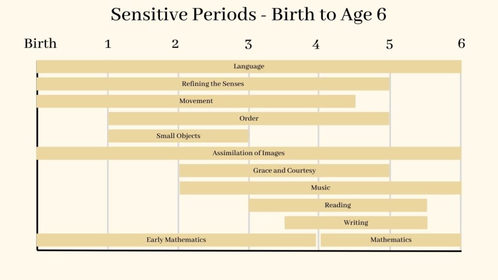 Montessori Sensitive Periods Chart - Latinx Montessori