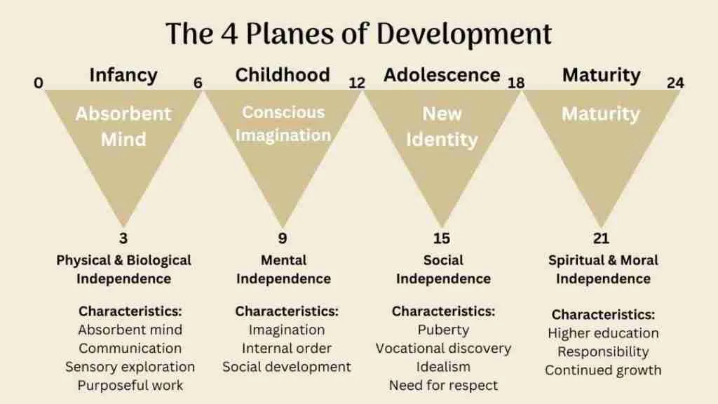 Montessori stages of development the 4 planes of development