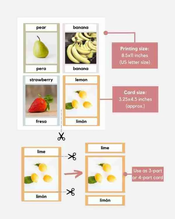 bilingual fruit montessori 3 part cards sizes